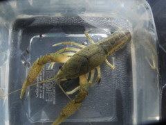 Procambarus lewisi