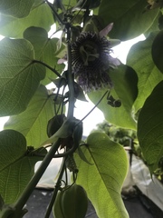 Passiflora ligularis