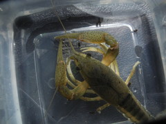 Procambarus lewisi