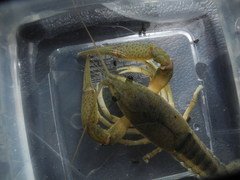 Procambarus lewisi
