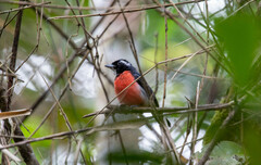 Rose-Breasted Chat photo 3
