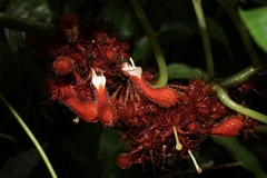 Glossoloma medusaeum