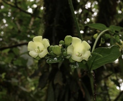 Macrocarpaea pringleana