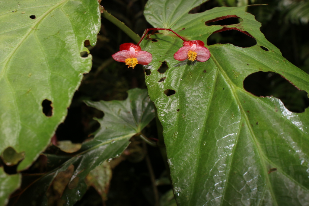 Begonia consobrina