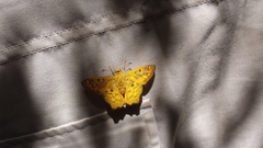 Myscelus amystis