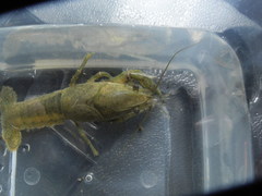Procambarus lewisi