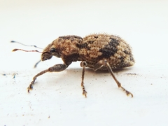 Pantomorus postfasciatus