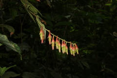 Psammisia ferruginea