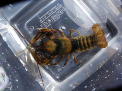 Cambarus coosae