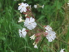 White Campion - Photo (c) quandary, some rights reserved (CC BY-NC)