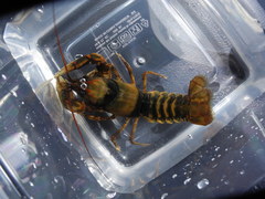 Cambarus coosae