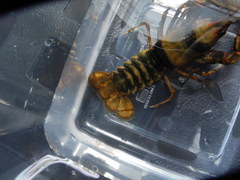 Cambarus coosae