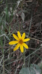 Bidens rubifolia