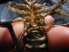 Cambarus coosae