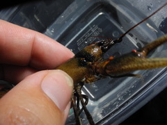 Cambarus coosae