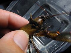 Cambarus coosae