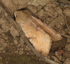 Orthosia behrensiana