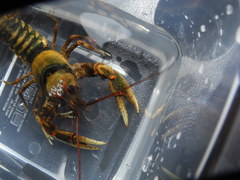 Cambarus coosae
