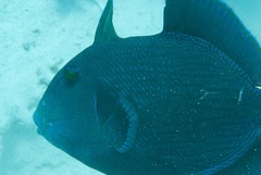 Pseudobalistes fuscus