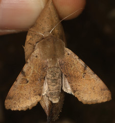 Orthosia behrensiana