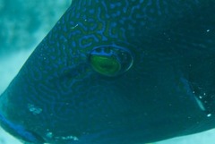 Pseudobalistes fuscus