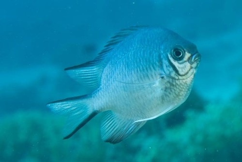 Green Damselfish