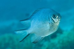 Amblyglyphidodon indicus