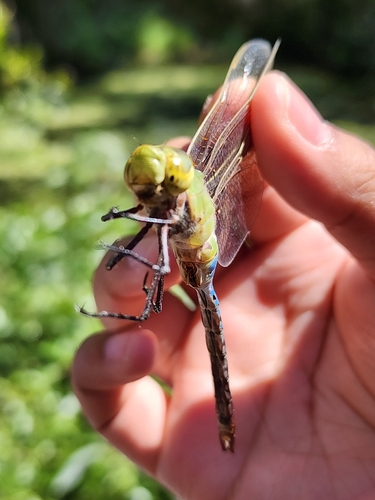 iNaturalist observation photo of Common Green Darner