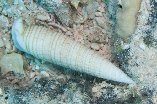Rhinoclavis fasciata