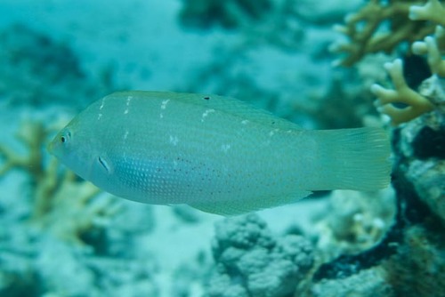 Coris variegata