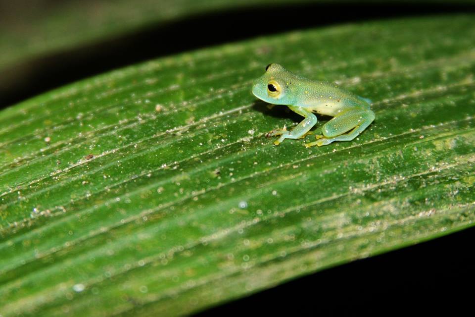 Aragua Glass Frog