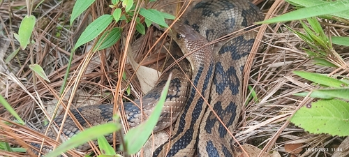 Middle American Gopher Snake