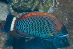 Pseudodax moluccanus