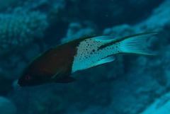 Bodianus anthioides