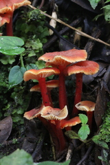 Pseudohygrocybe