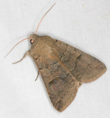 Cissusa indiscreta