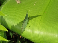 Atractomorpha acutipennis gerstaeckeri
