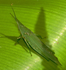 Atractomorpha acutipennis gerstaeckeri