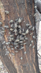 Pachylis argentinus