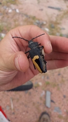 Calocomus desmarestii