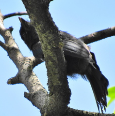 Melaenornis pammelaina ater