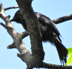 Melaenornis pammelaina ater