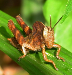 Abisares viridipennis
