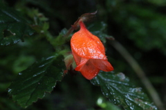 Begonia tetrandra