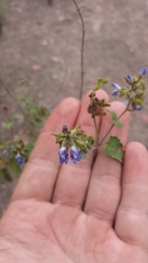 Salvia cuspidata