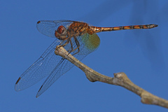 Trithemis werneri