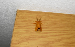 Euproctis punctifera