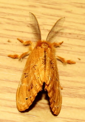 Euproctis punctifera