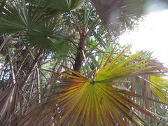 Acoelorraphe wrightii