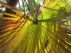 Acoelorraphe wrightii